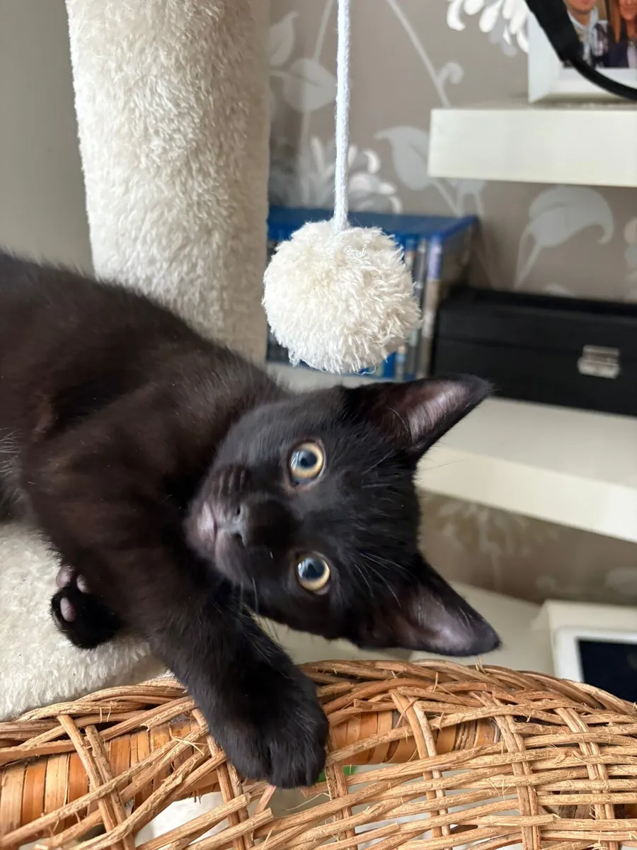 Kittens - Image 4