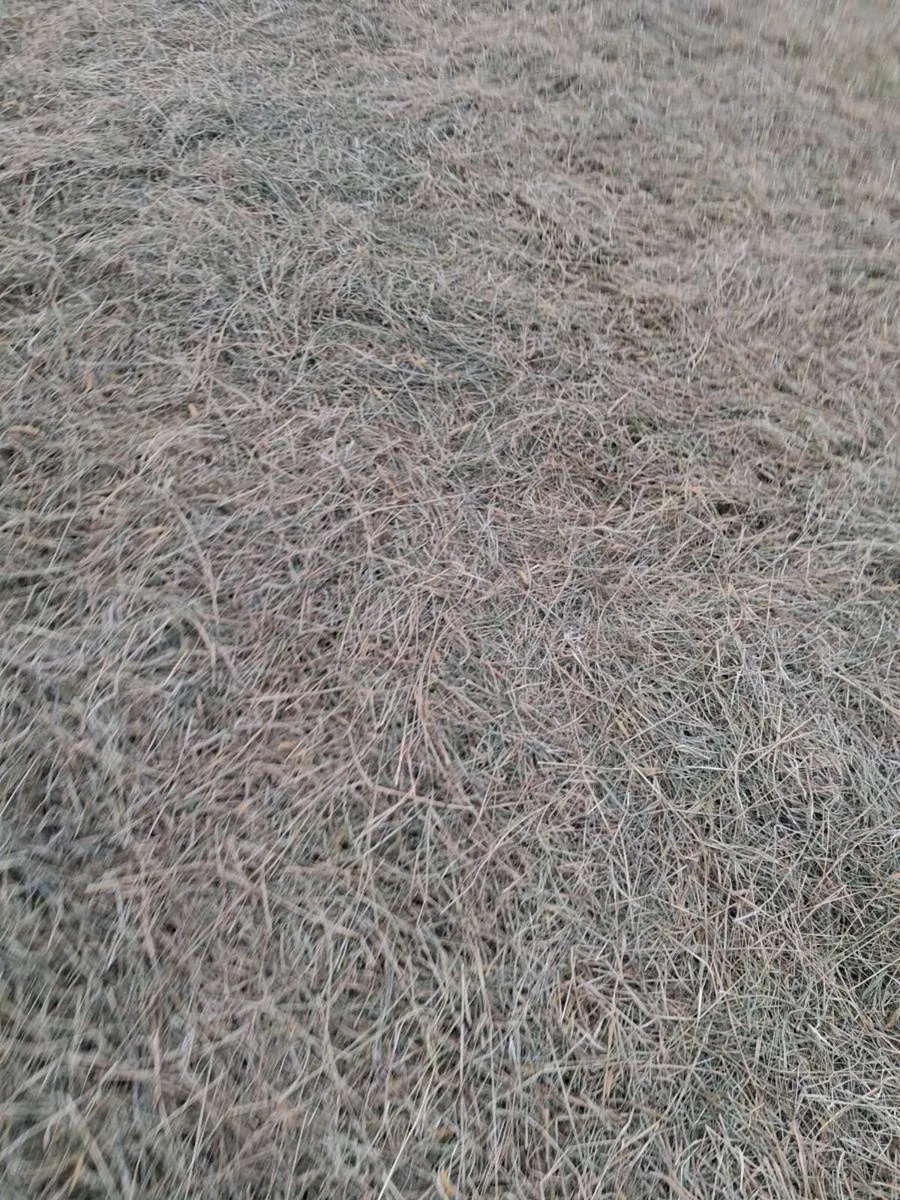 square hay bales - Image 3