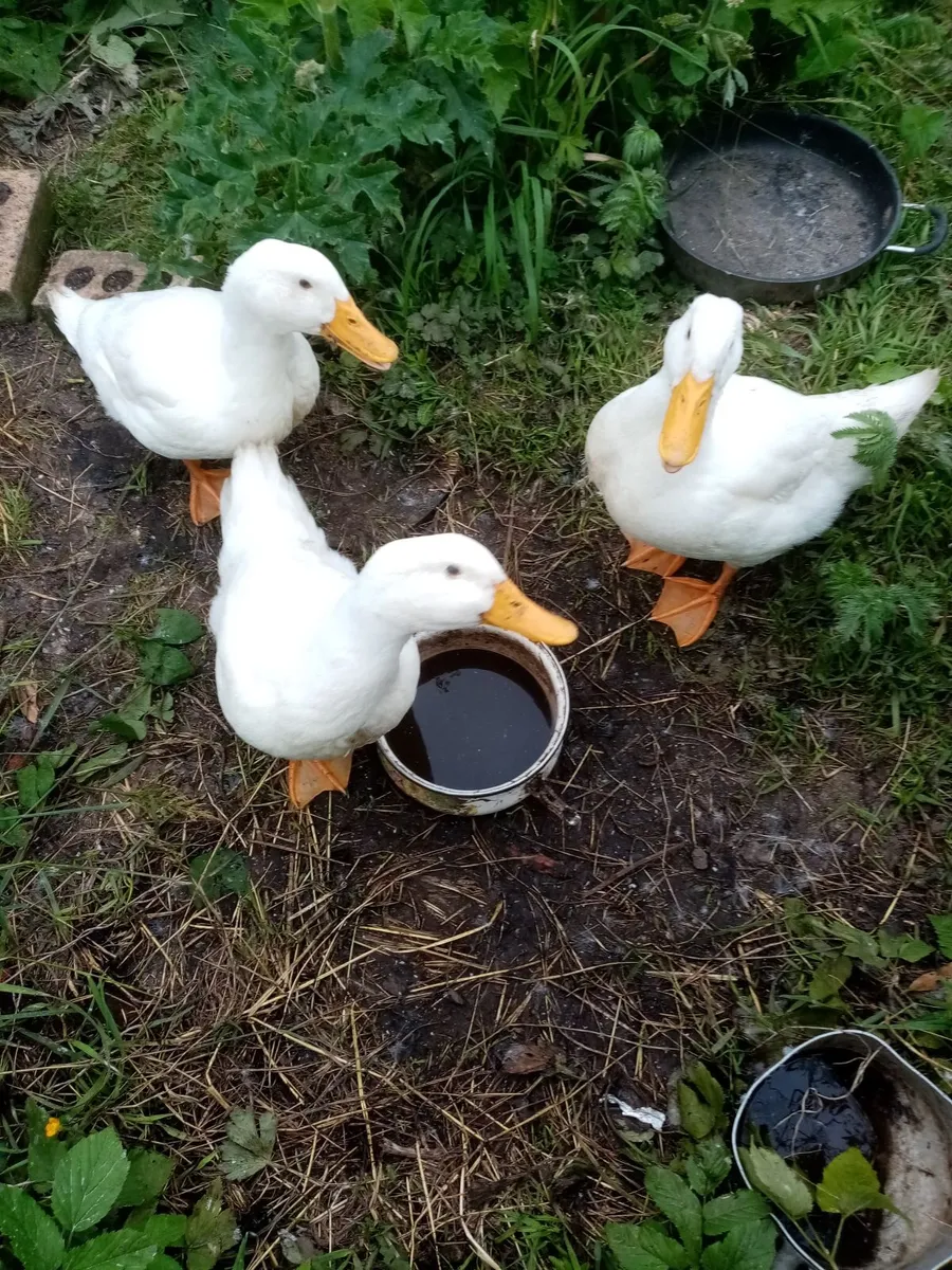 three young ducks, - Image 1