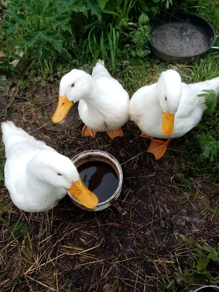 three young ducks, - Image 2