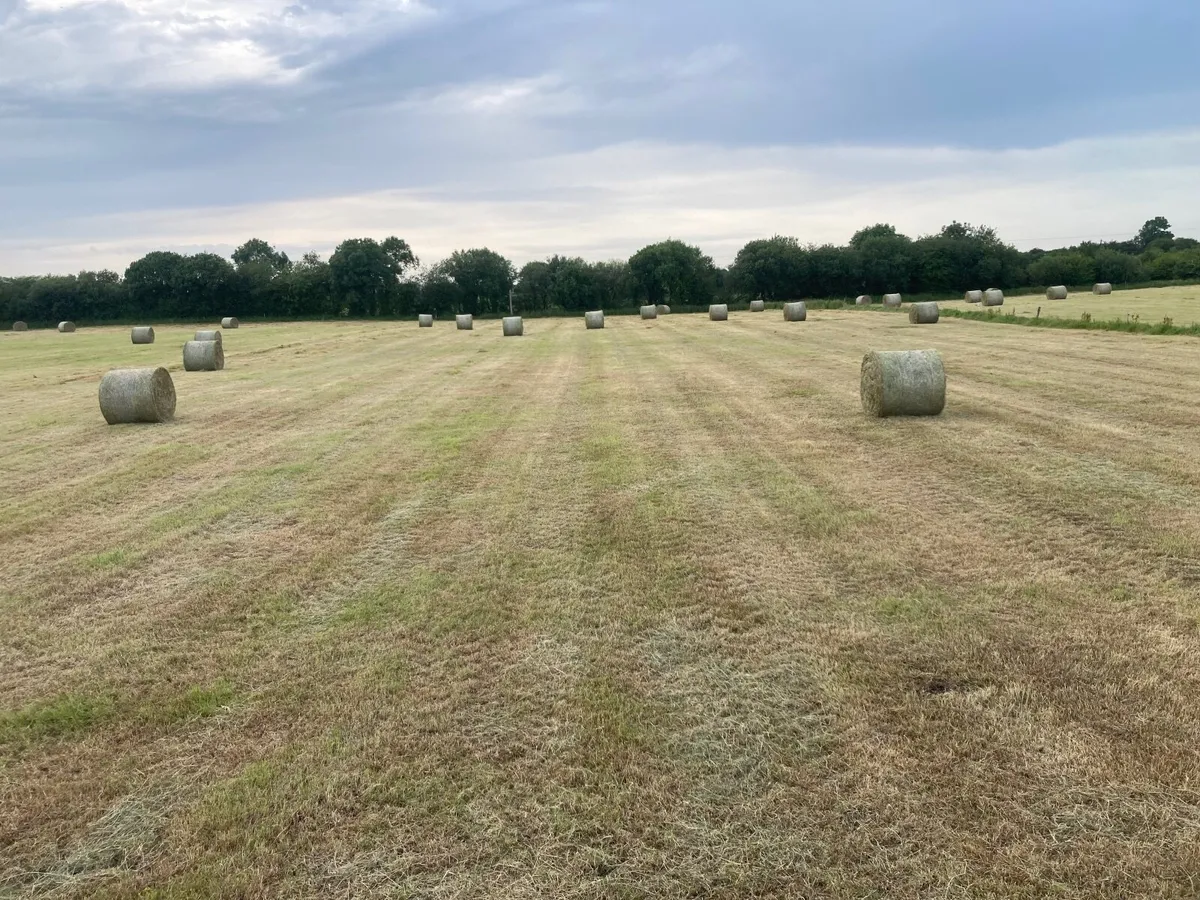 Hay - Image 1