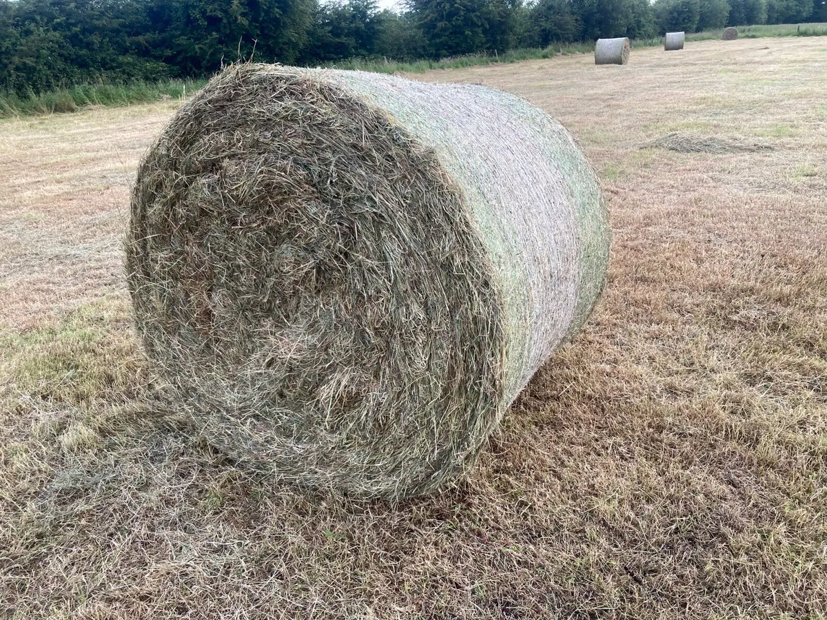 Hay - Image 2