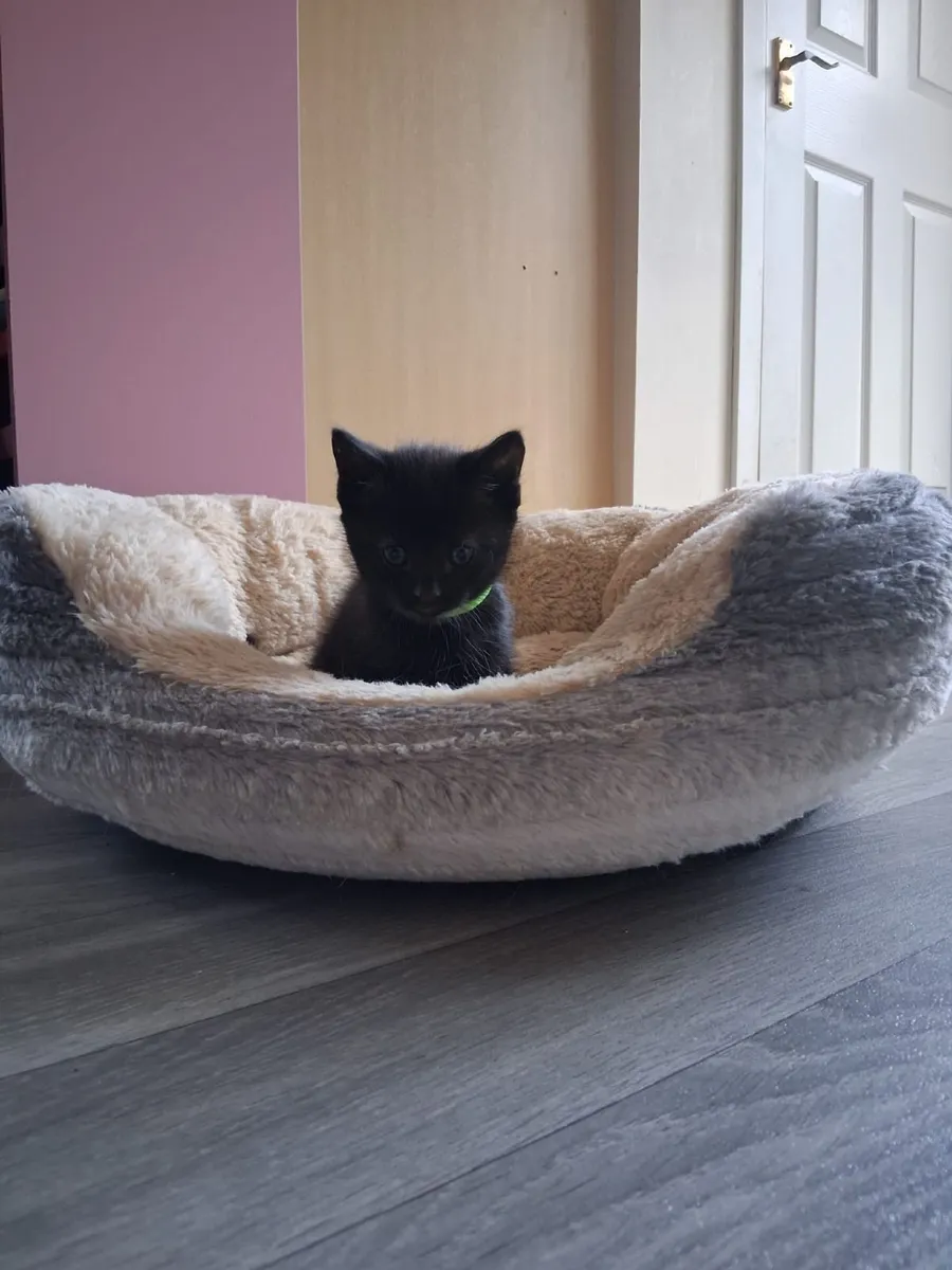 Kittens - Image 3
