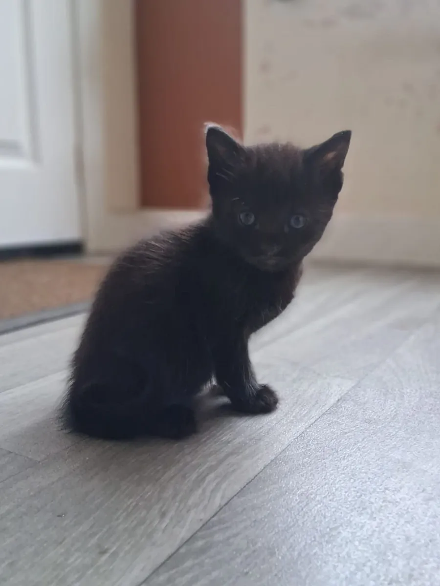 Kittens - Image 2