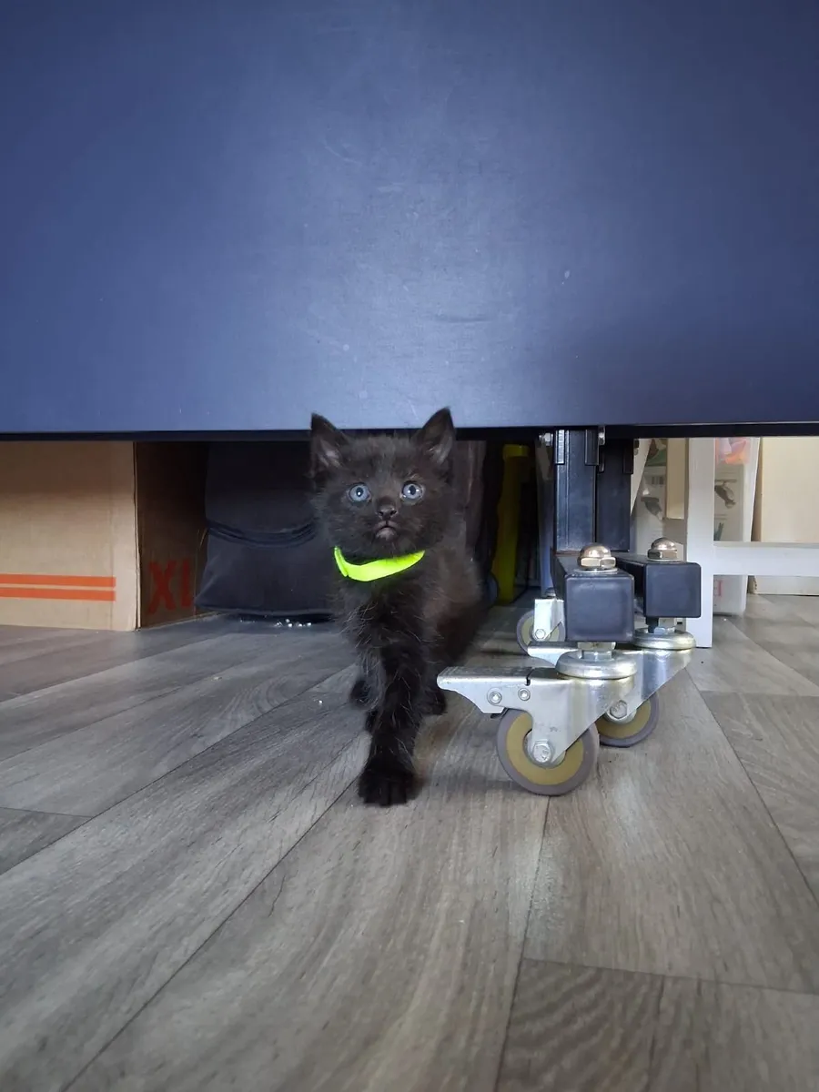 Kittens - Image 4