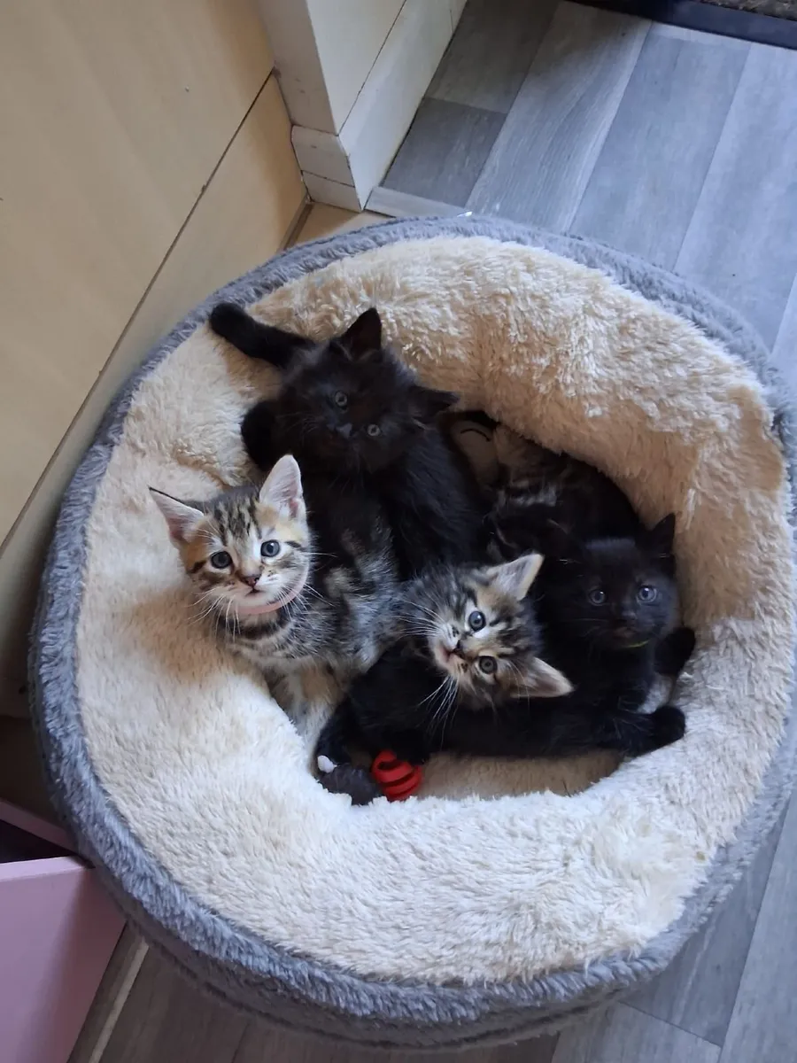 Kittens - Image 1