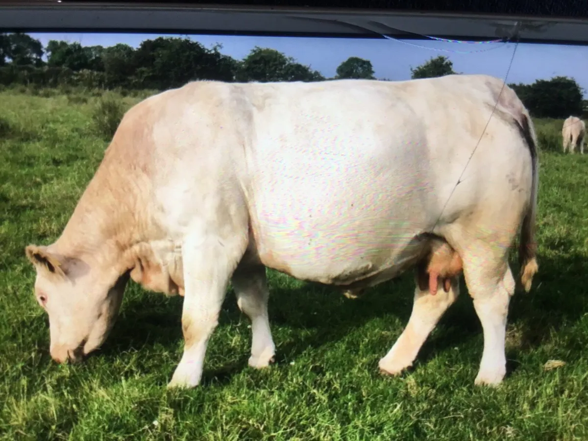 Charolais incalf cow with heifer - Image 4