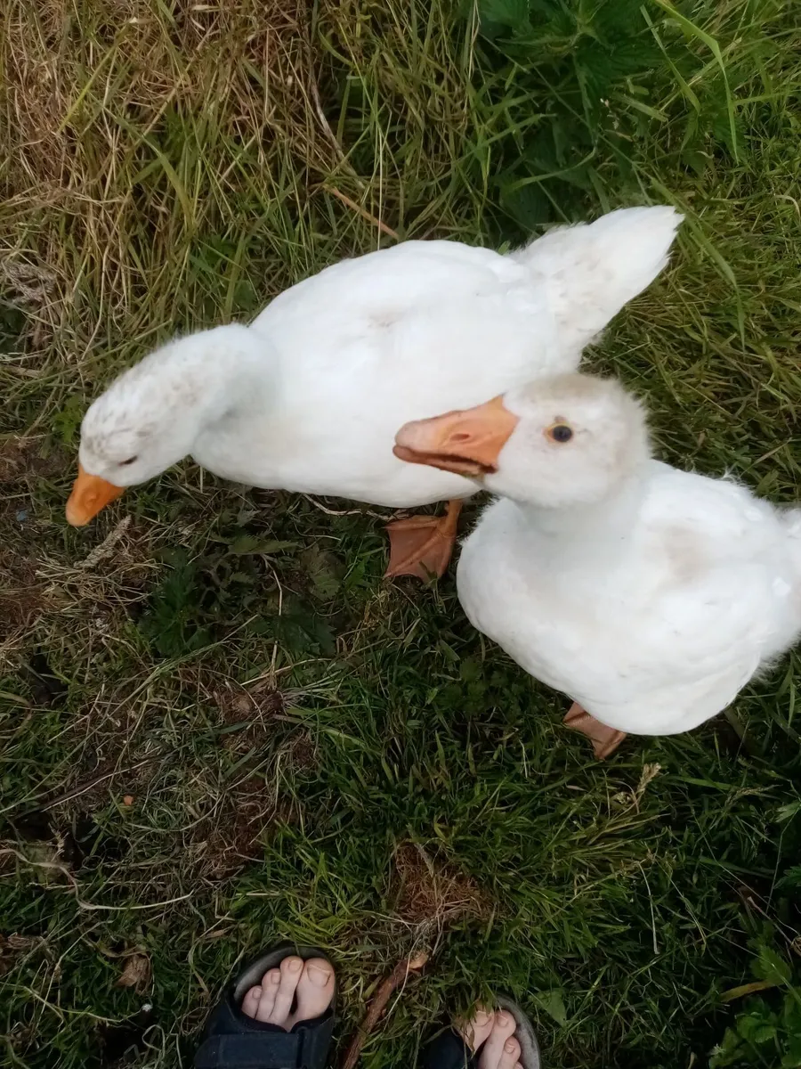 three young ducks, - Image 3