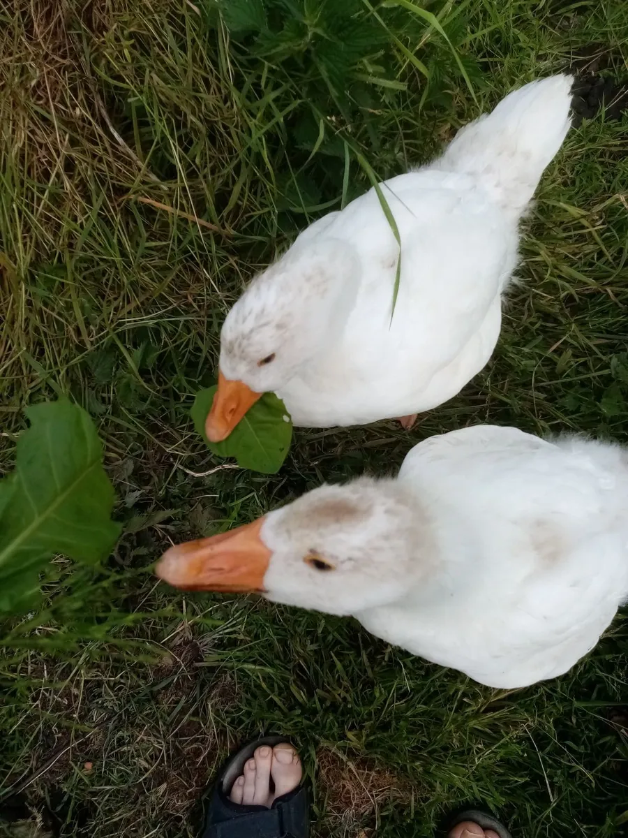 three young ducks, - Image 4