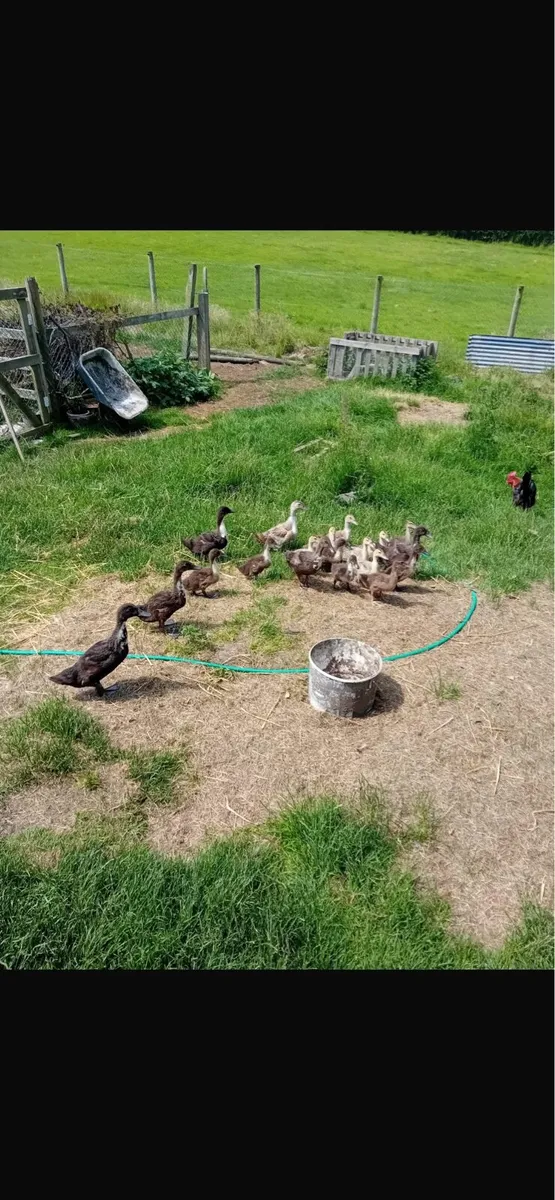 Chicks & Ducklings - Image 1