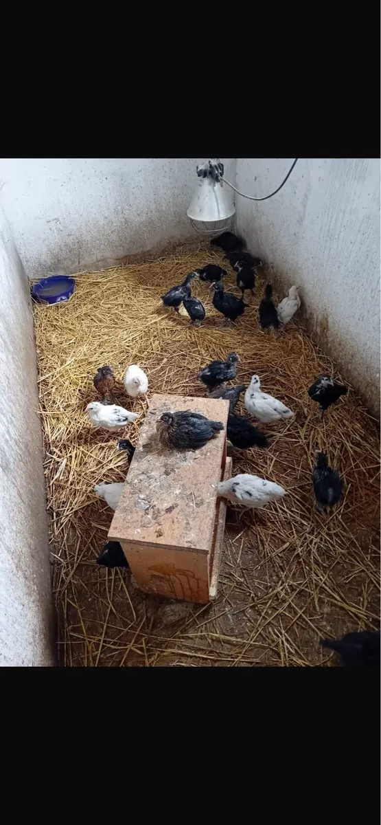 Chicks & Ducklings - Image 4