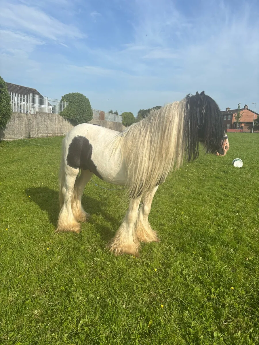 horse for sale - Image 1
