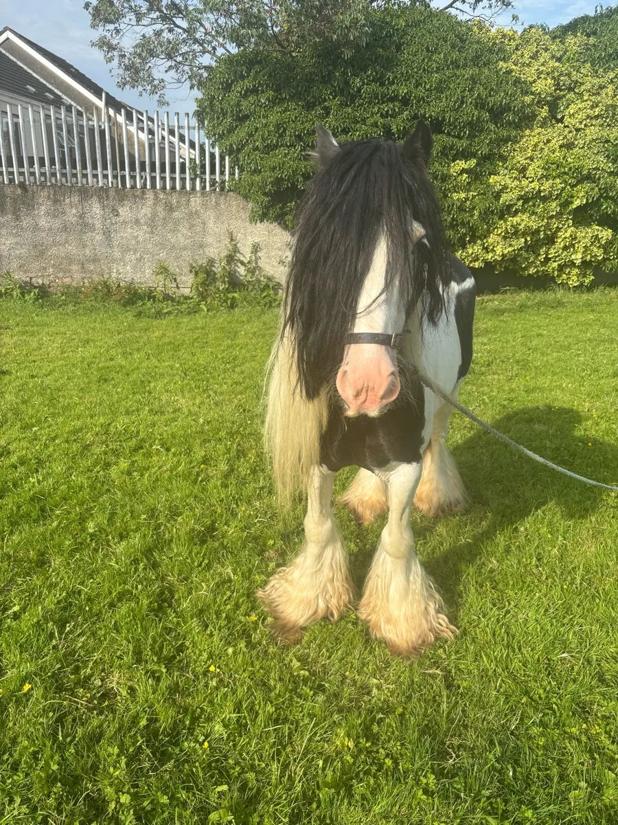 horse for sale - Image 2