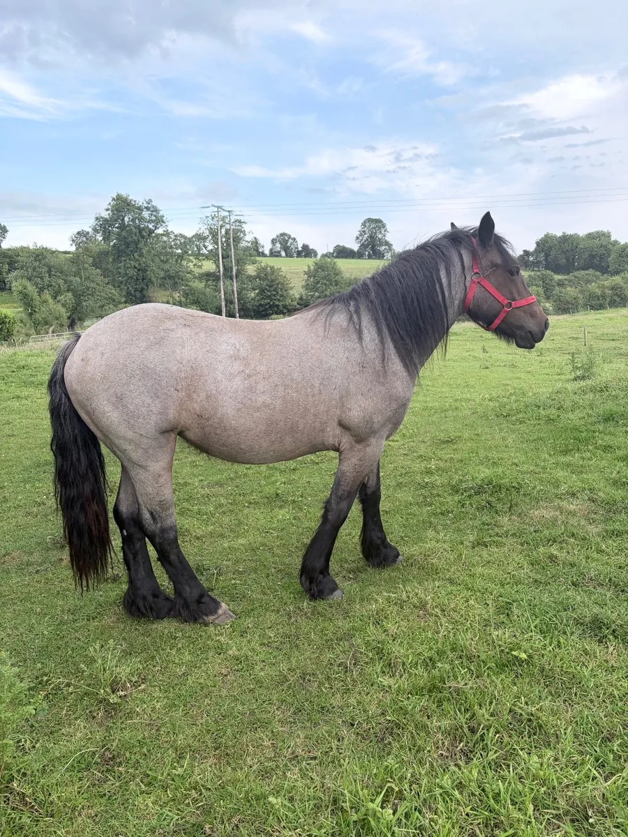 Irish Cob - Image 1