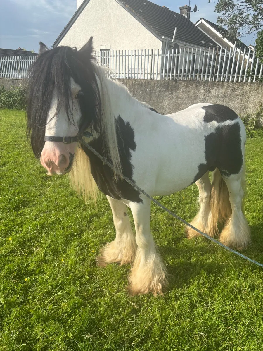horse for sale - Image 3