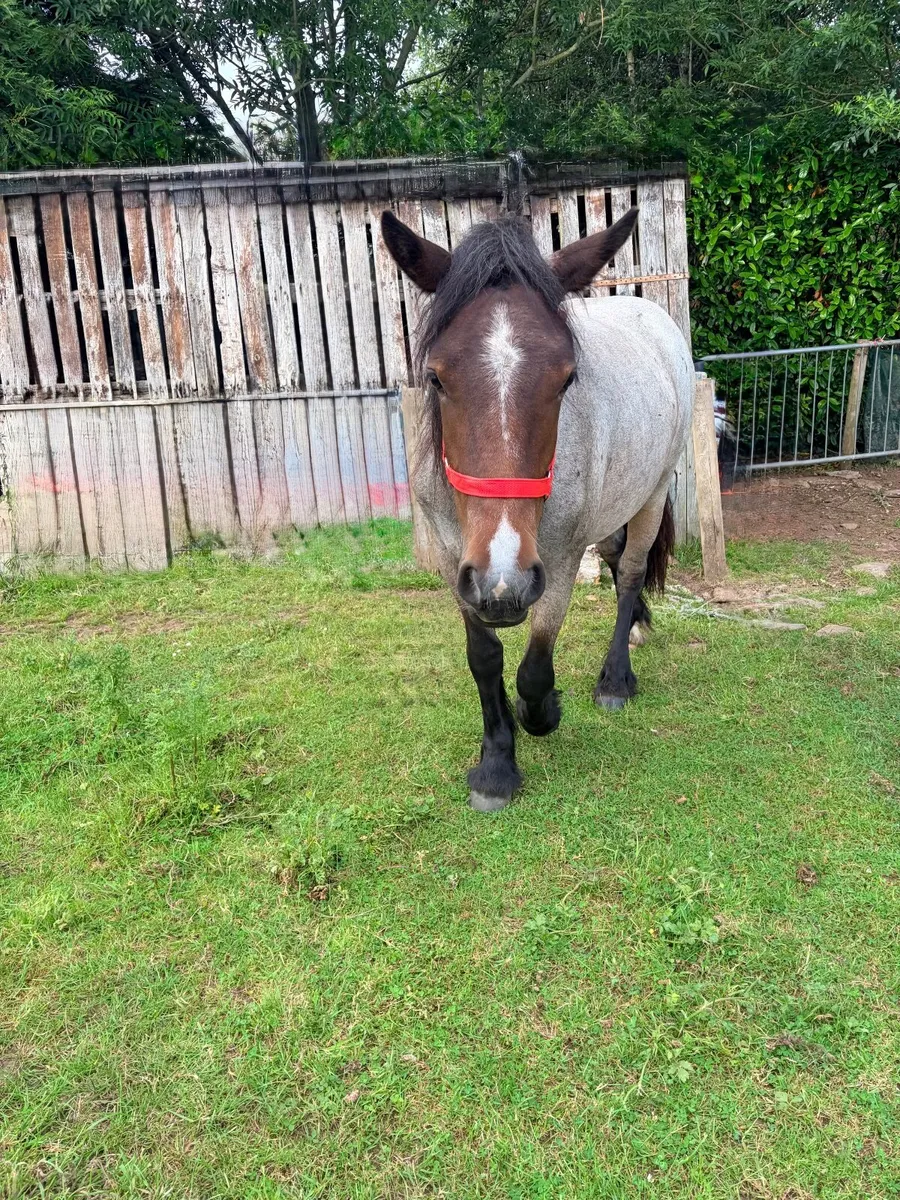Irish Cob - Image 2