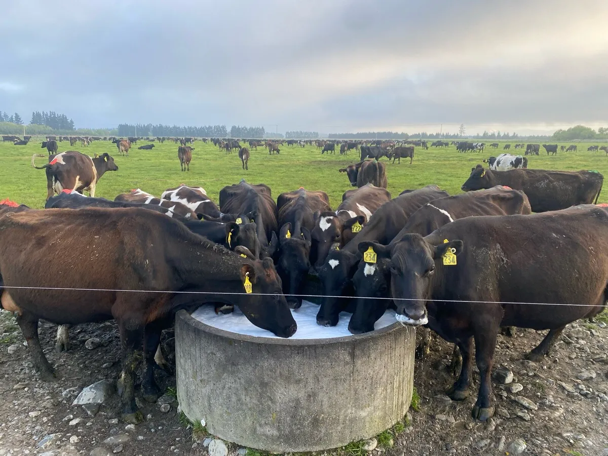 Relief Milker Available