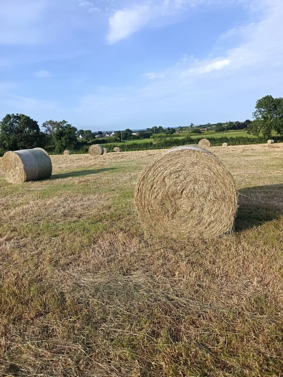 Hay