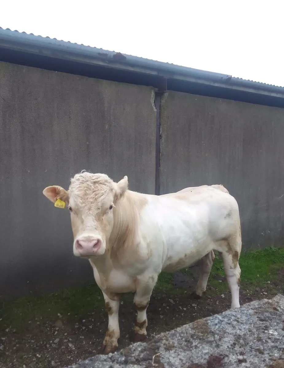 Charolais Bull for sale - Image 1
