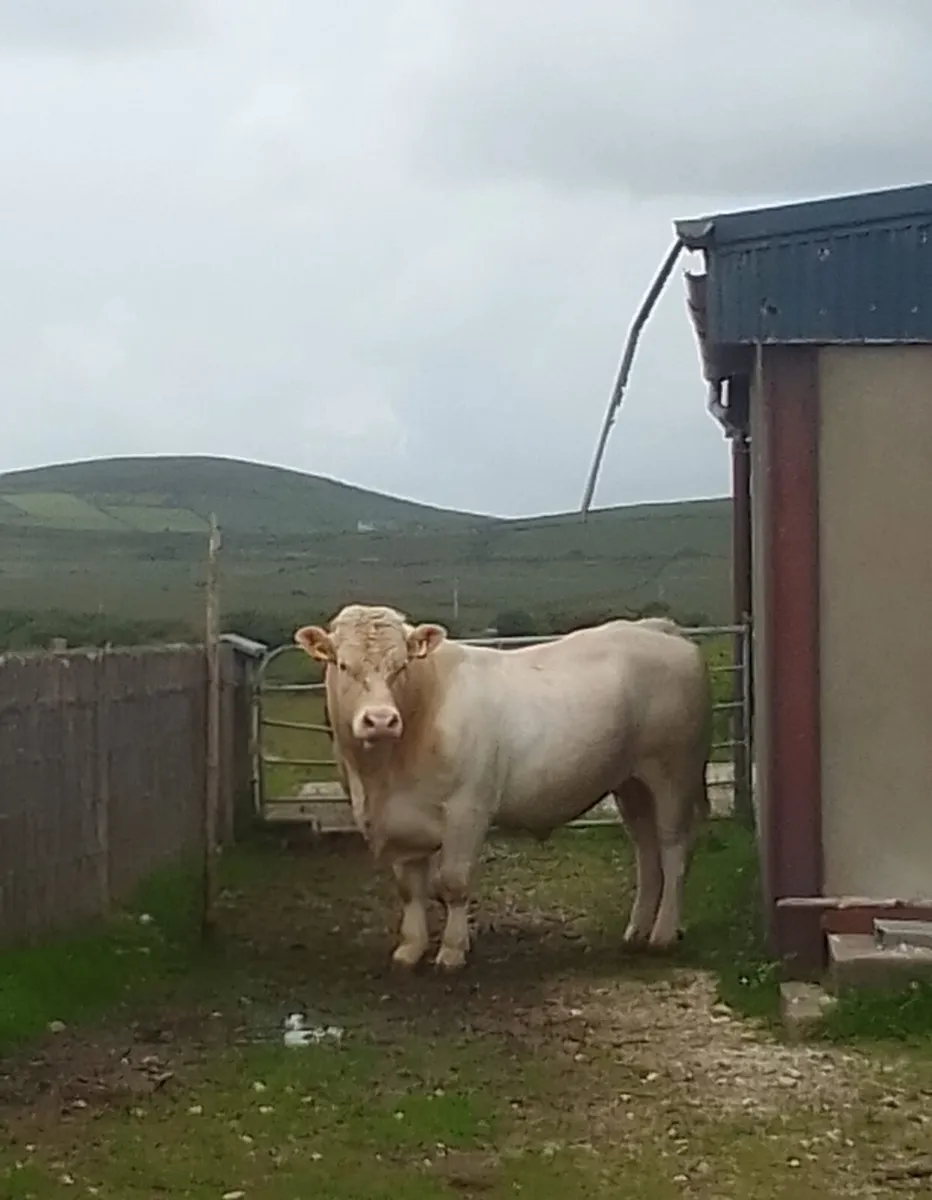 Charolais Bull for sale - Image 2