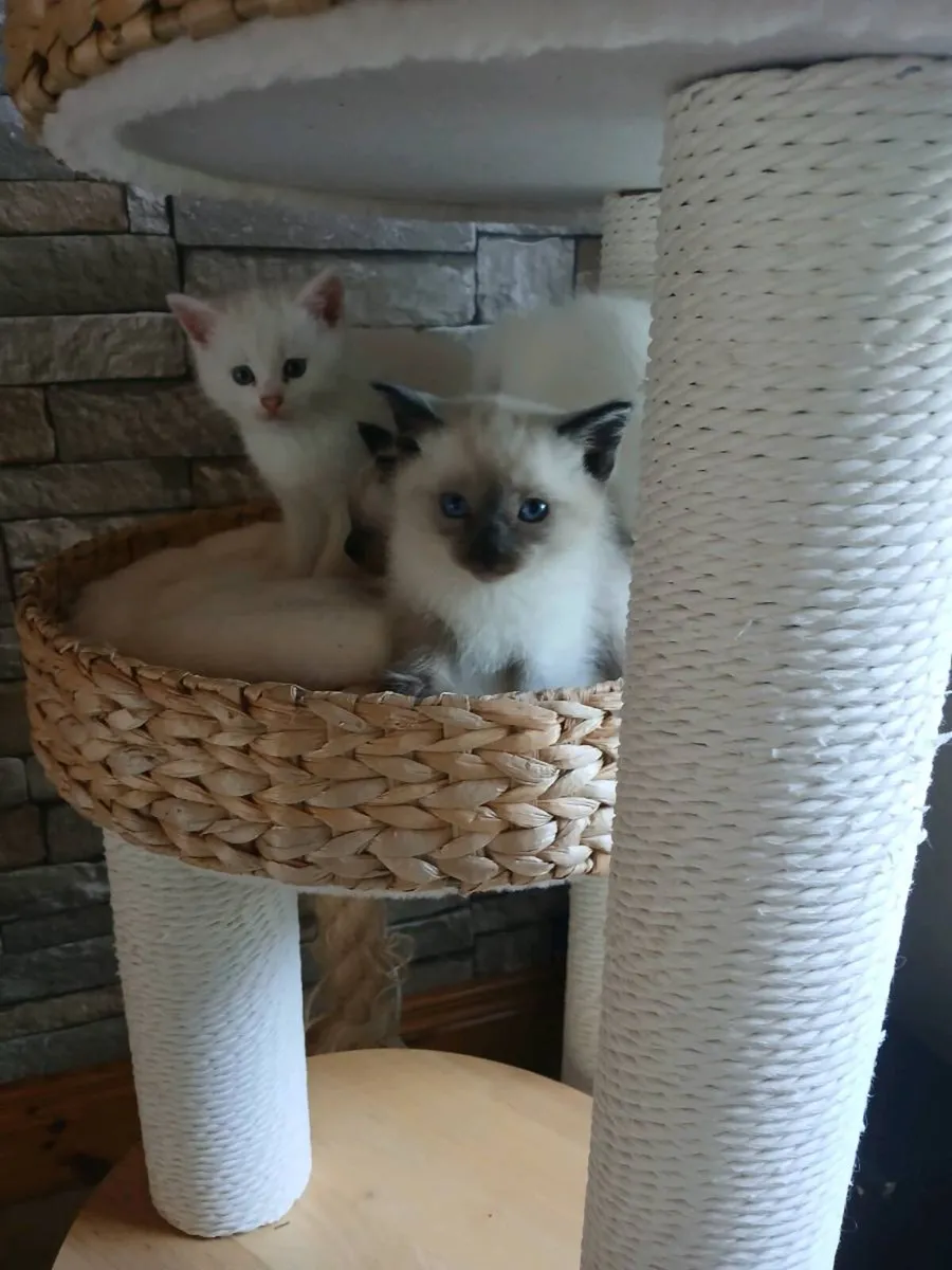 ragdoll kitten Male Scottish fold male - Image 1