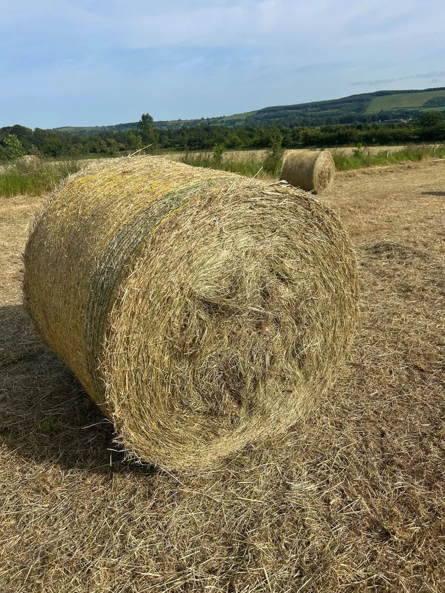 Organic Hay - Image 1