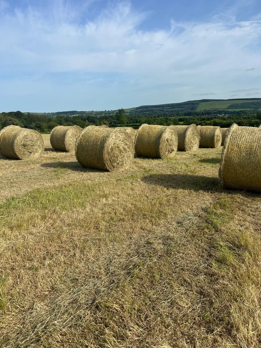 Organic Hay - Image 3