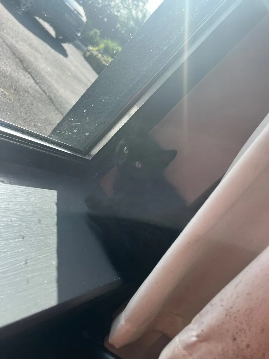 Kittens - Image 3