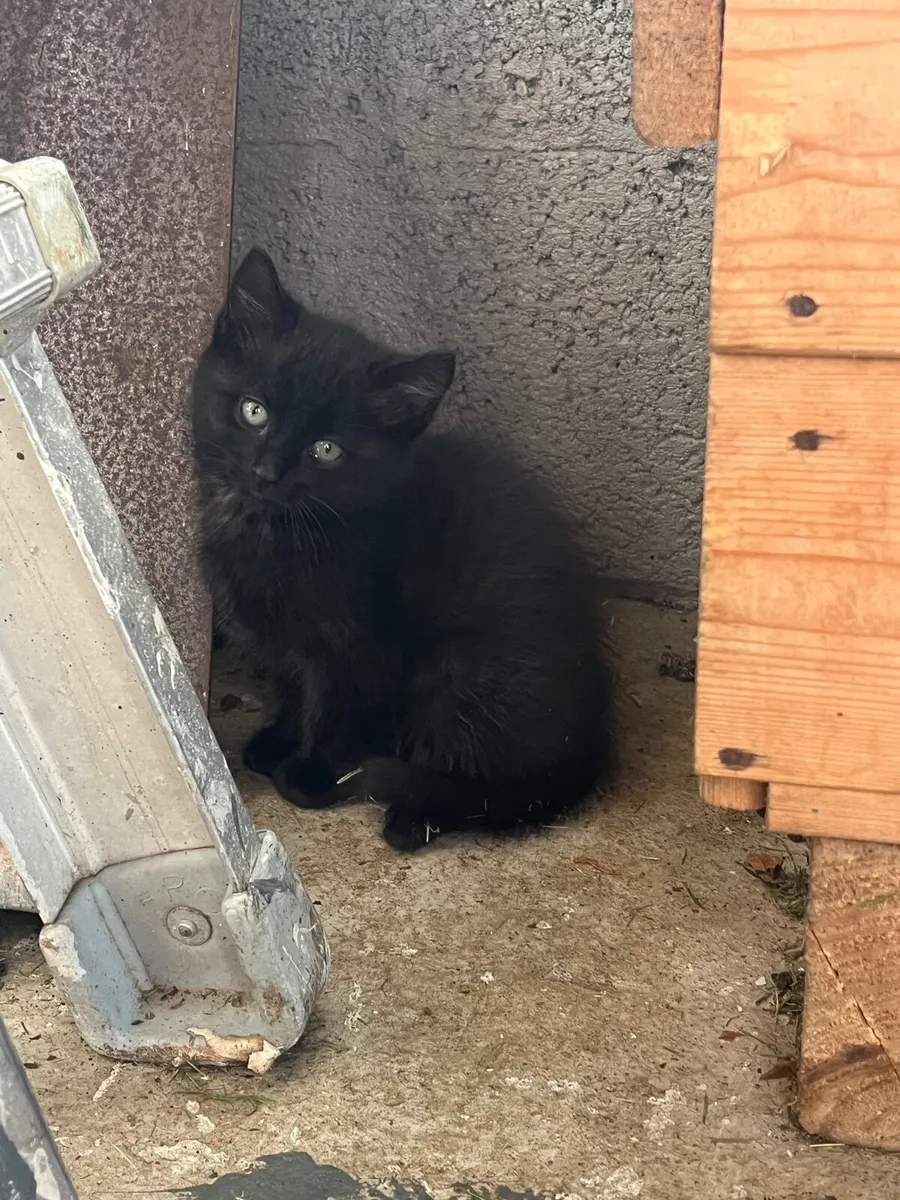 Kittens - Image 4
