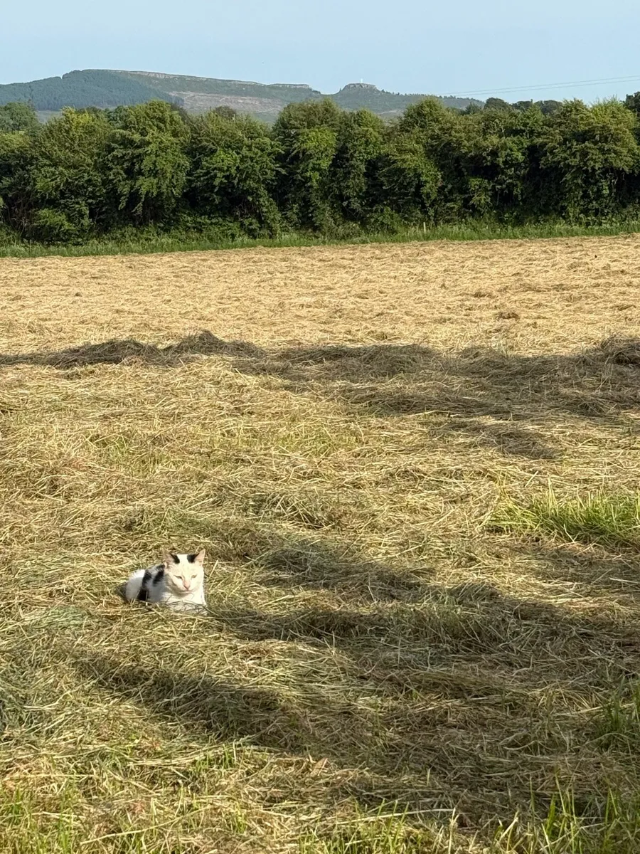 Small square bales of hay - Image 2