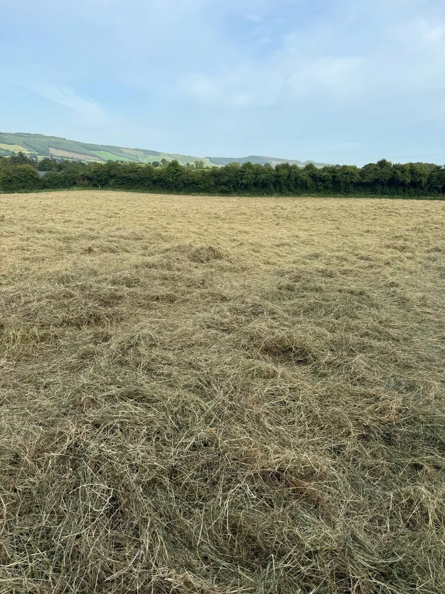 Small square bales of hay - Image 3