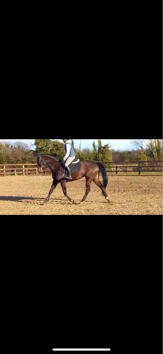 16.1 9yo TB Mare by Morpheus - ROR Eligible - Image 1