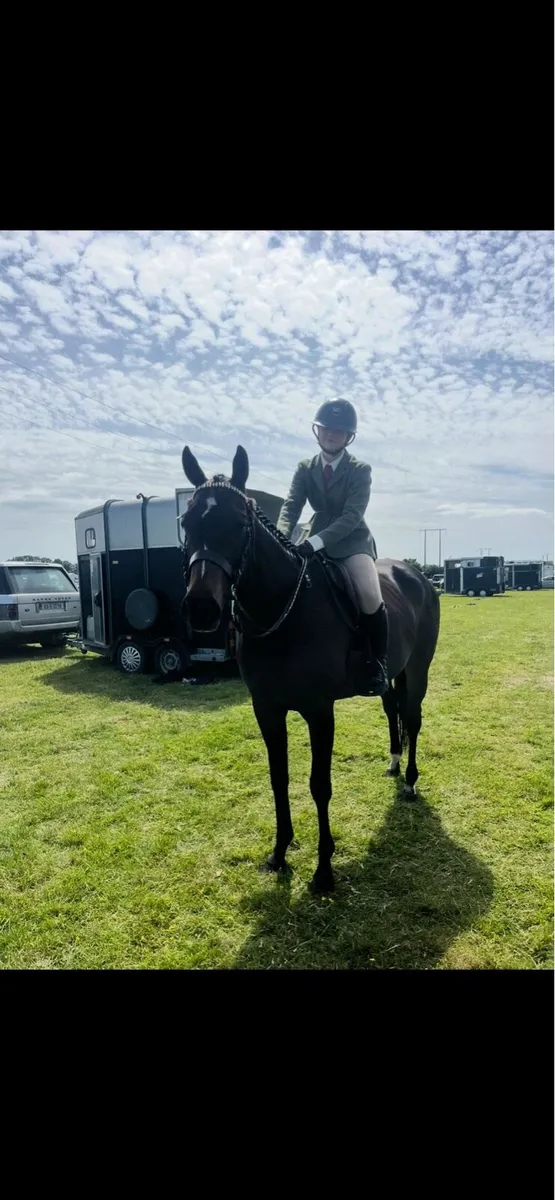 16.1 9yo TB Mare by Morpheus - ROR Eligible - Image 2