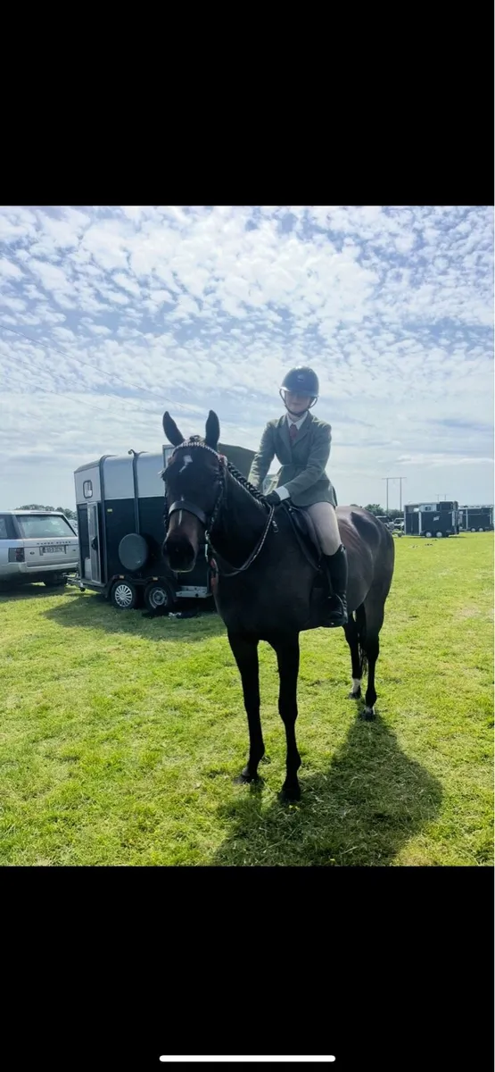 16.1 9yo TB Mare by Morpheus - ROR Eligible - Image 3
