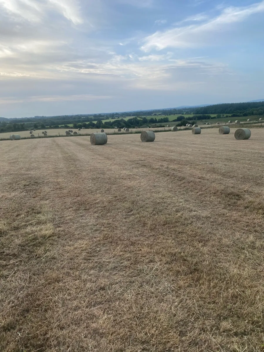 Hay - Image 1