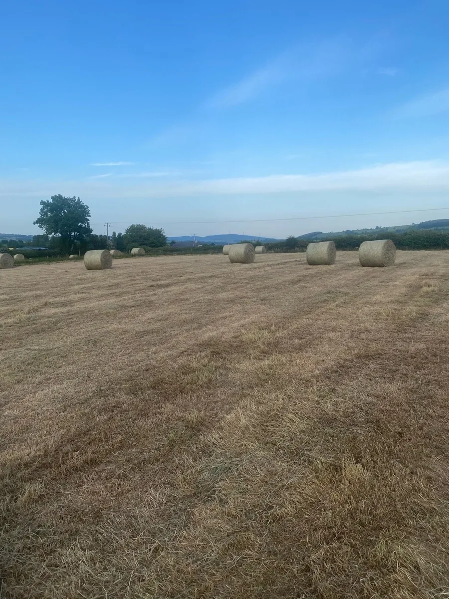 Hay - Image 2