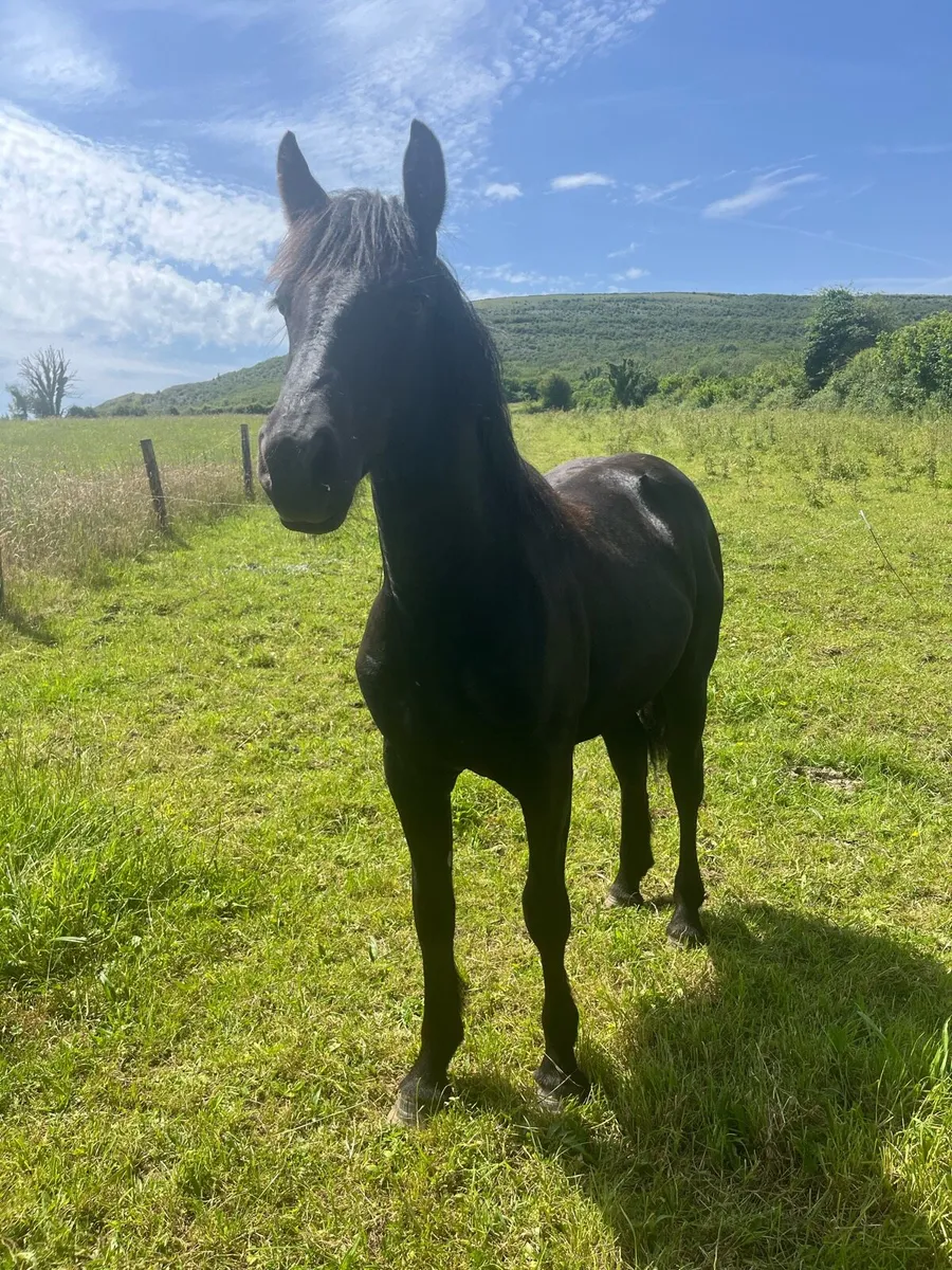 Filly - Image 1