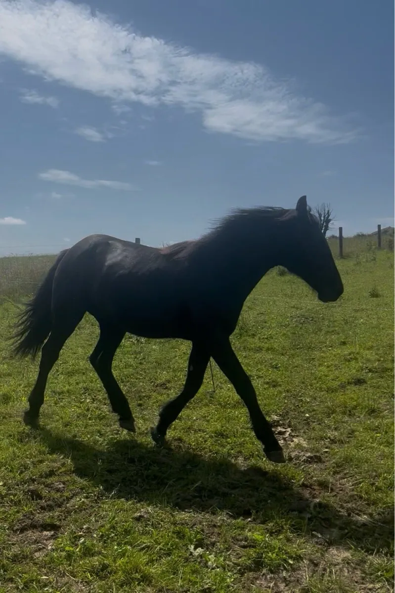 Filly - Image 2