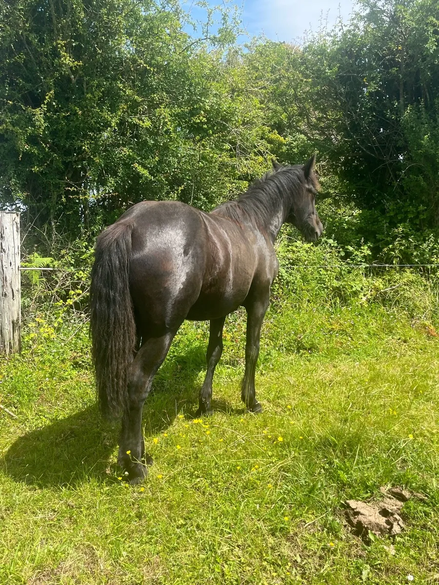 Filly - Image 3