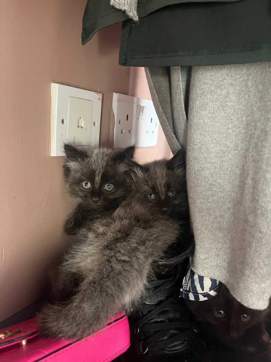 Kittens - Image 1