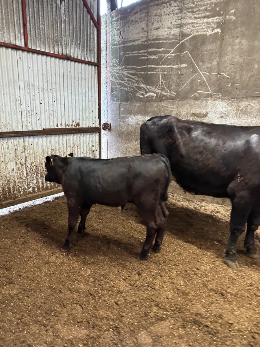 Angus heifer with bull calve - Image 4