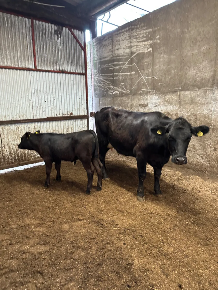 Angus heifer with bull calve - Image 2