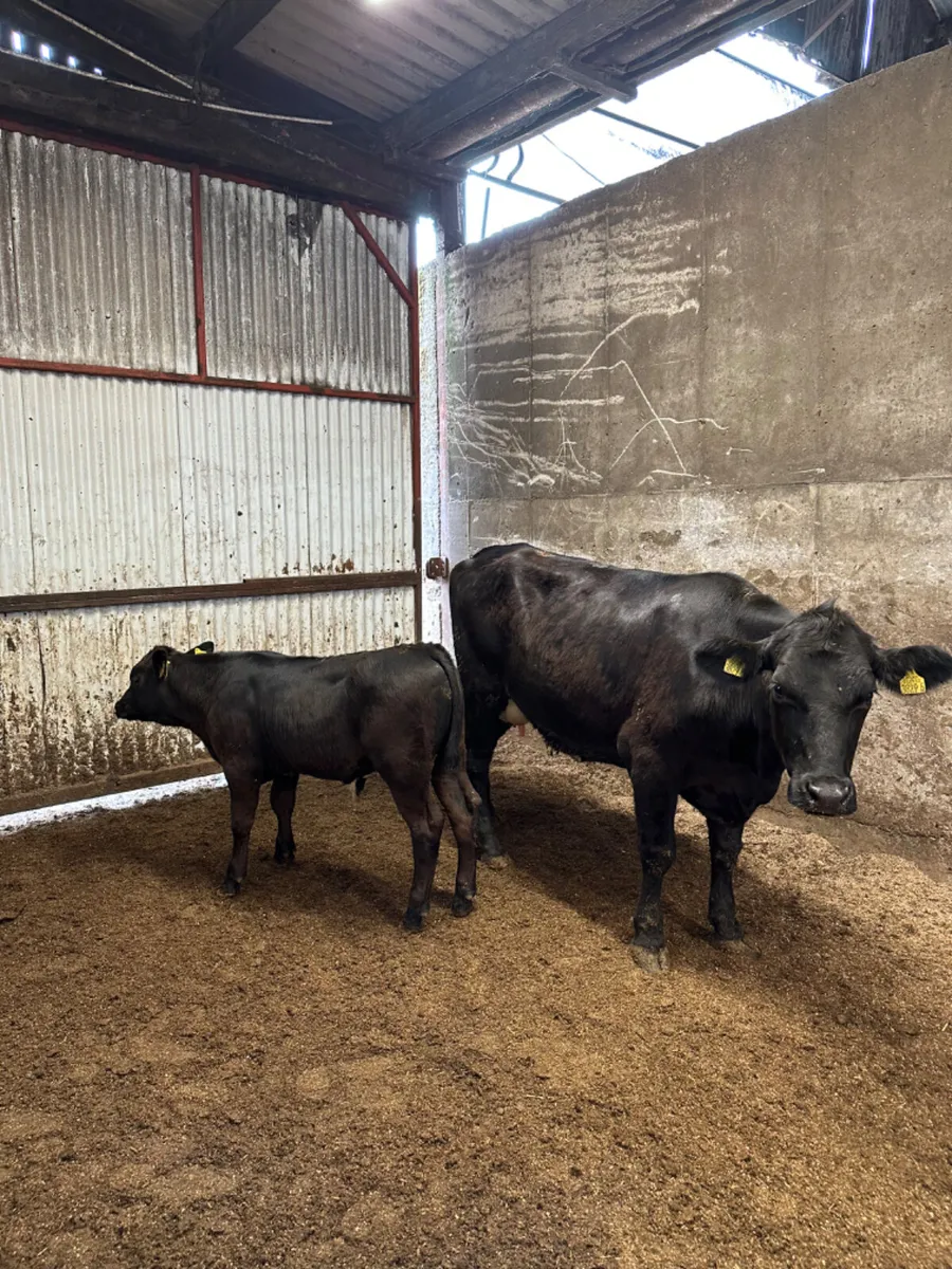 Angus heifer with bull calve - Image 1