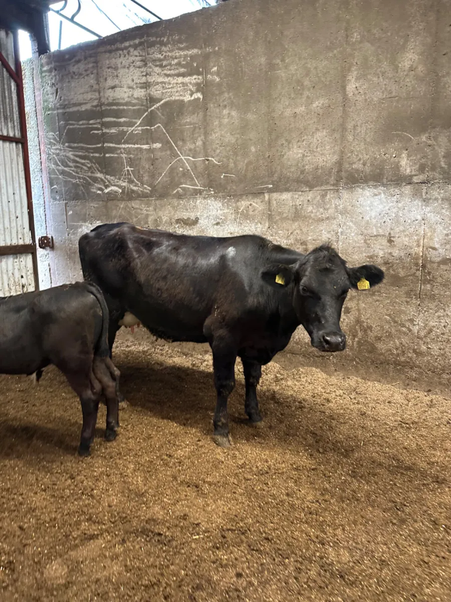 Angus heifer with bull calve - Image 3