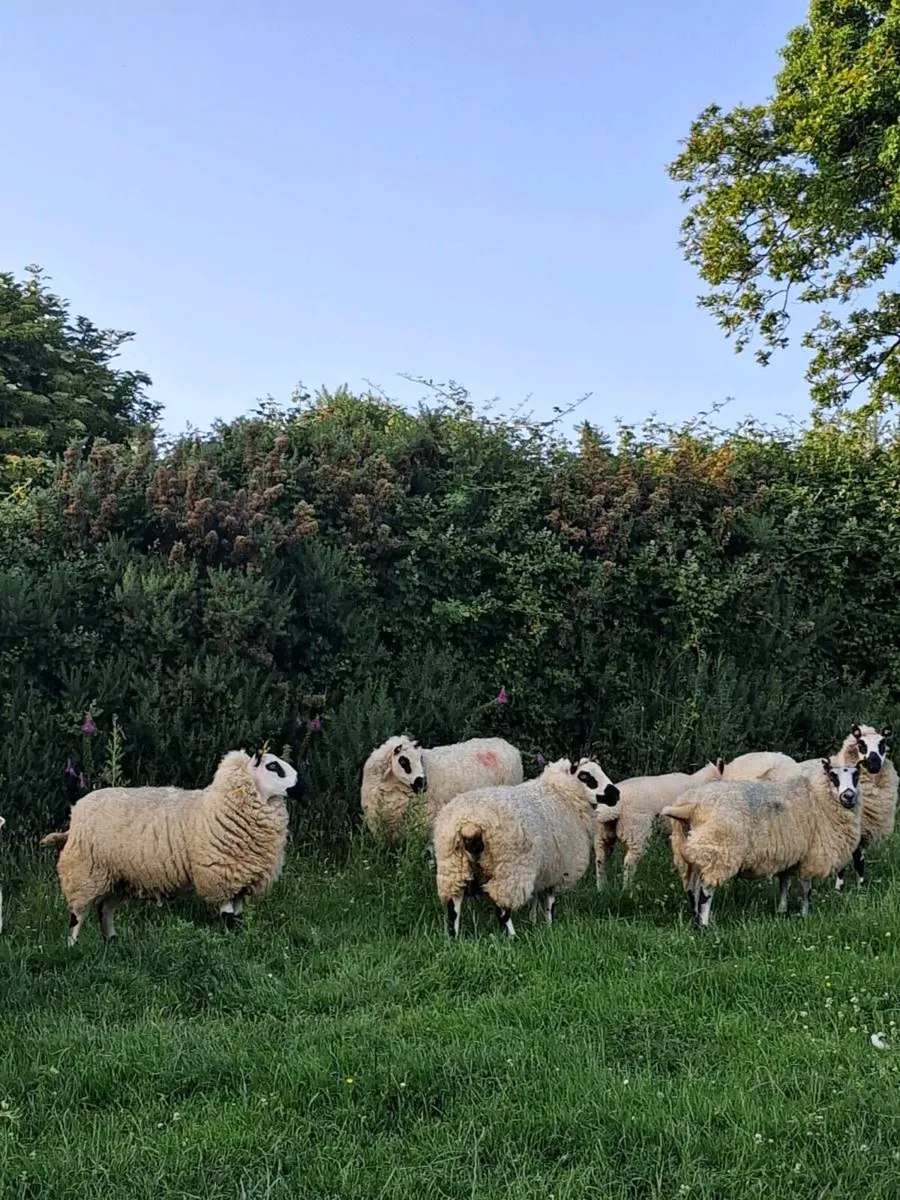 Kerry hill sheep - Image 1