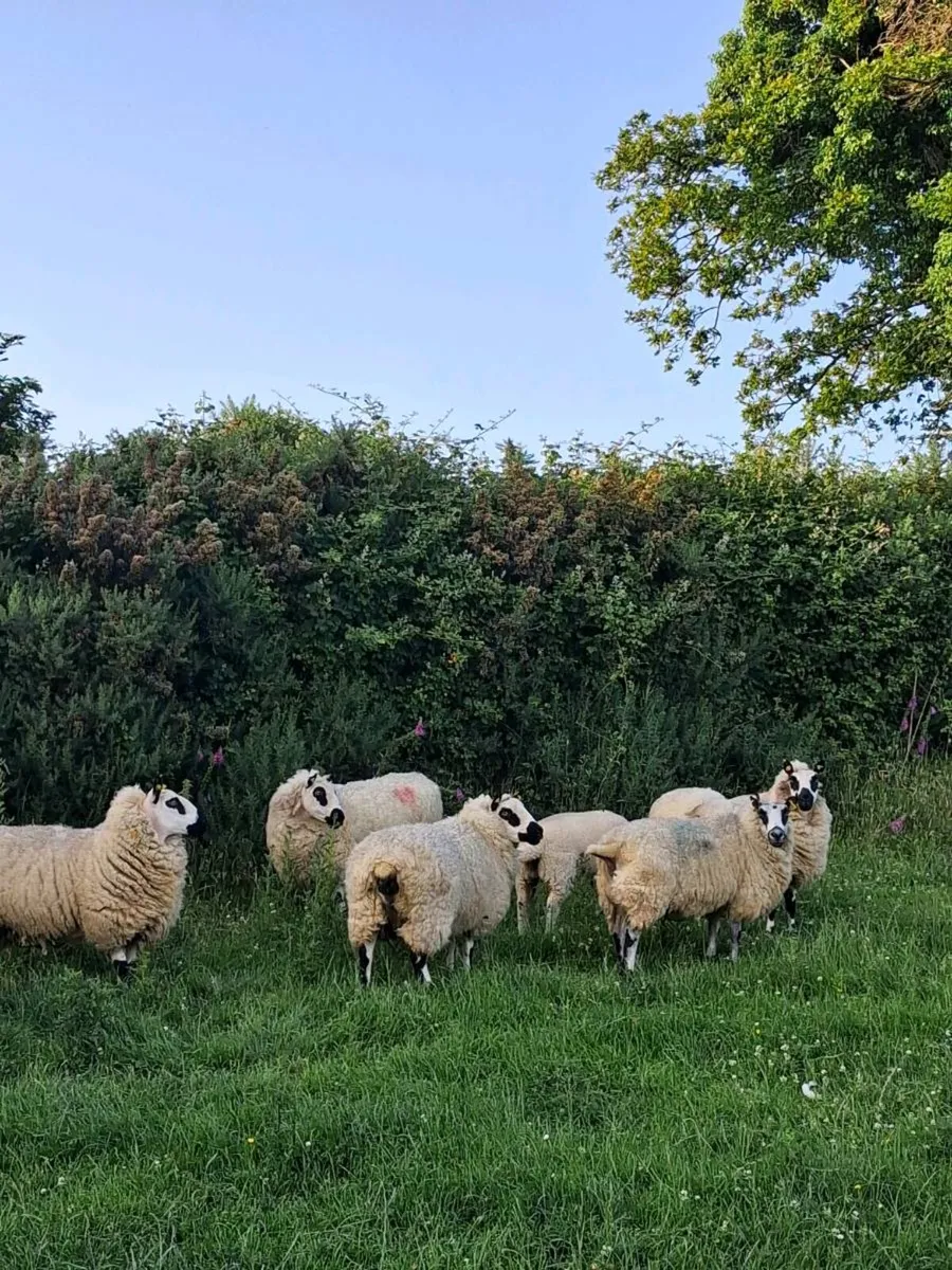 Kerry hill sheep - Image 2