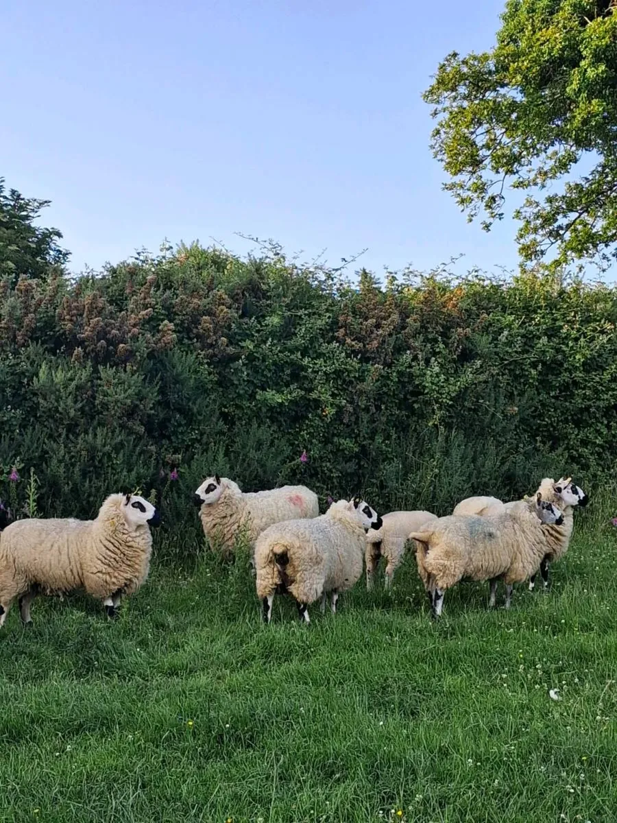 Kerry hill sheep - Image 3