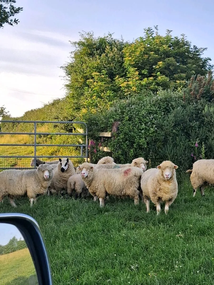 Kerry hill sheep - Image 4