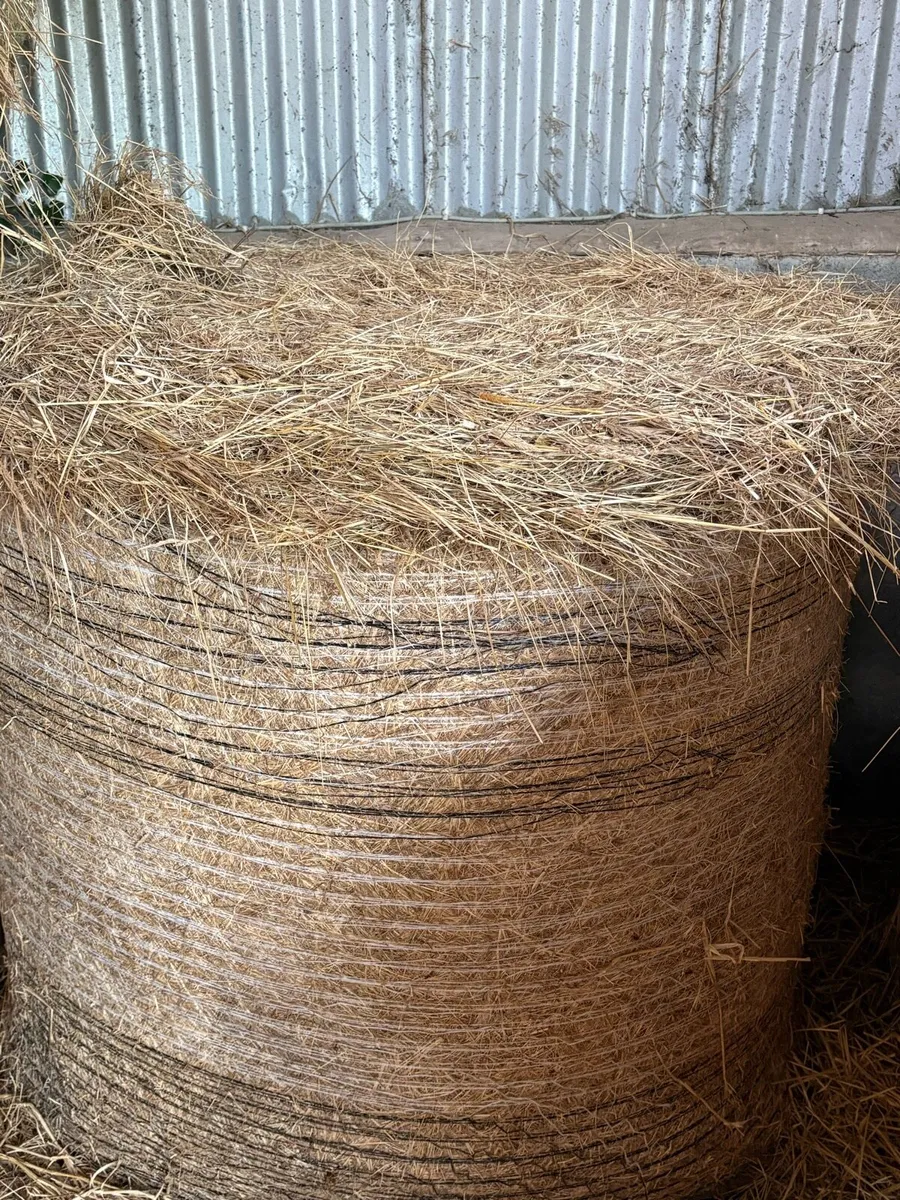 2025 Hay