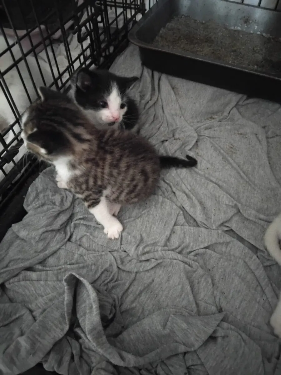 Kittens - Image 1
